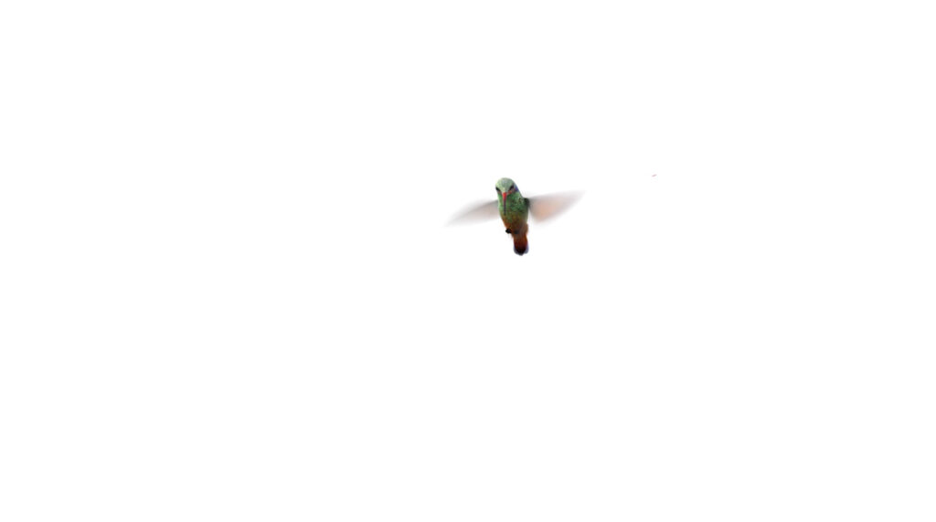 Tiny hummingbird in motion in the distance