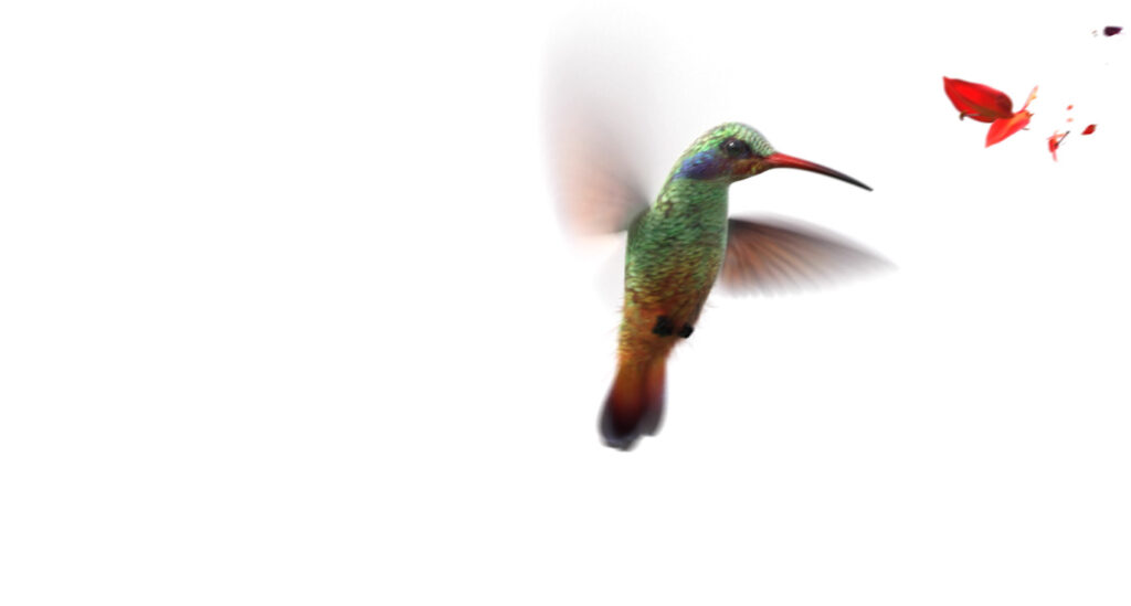 Hummingbird in motion, hovering.