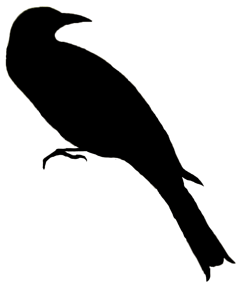 solid black icon of a tropical bird